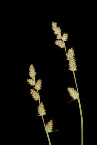 Carex canescens #4